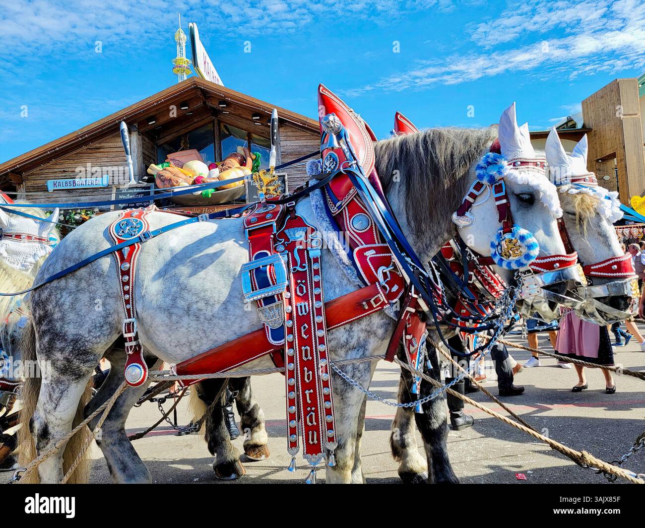 Percheron Horses Oktoberfest Munich Allemagne Banque D'Images
