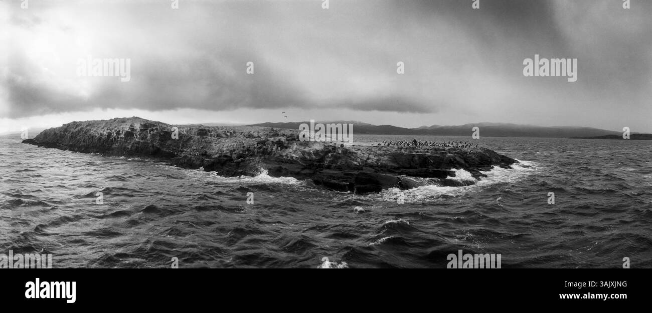 Île d'oiseaux arctiques et de lions de mer, canal Beagle, Ushuaia, province de Tierra del Fuego, Patagonie, Argentine Banque D'Images