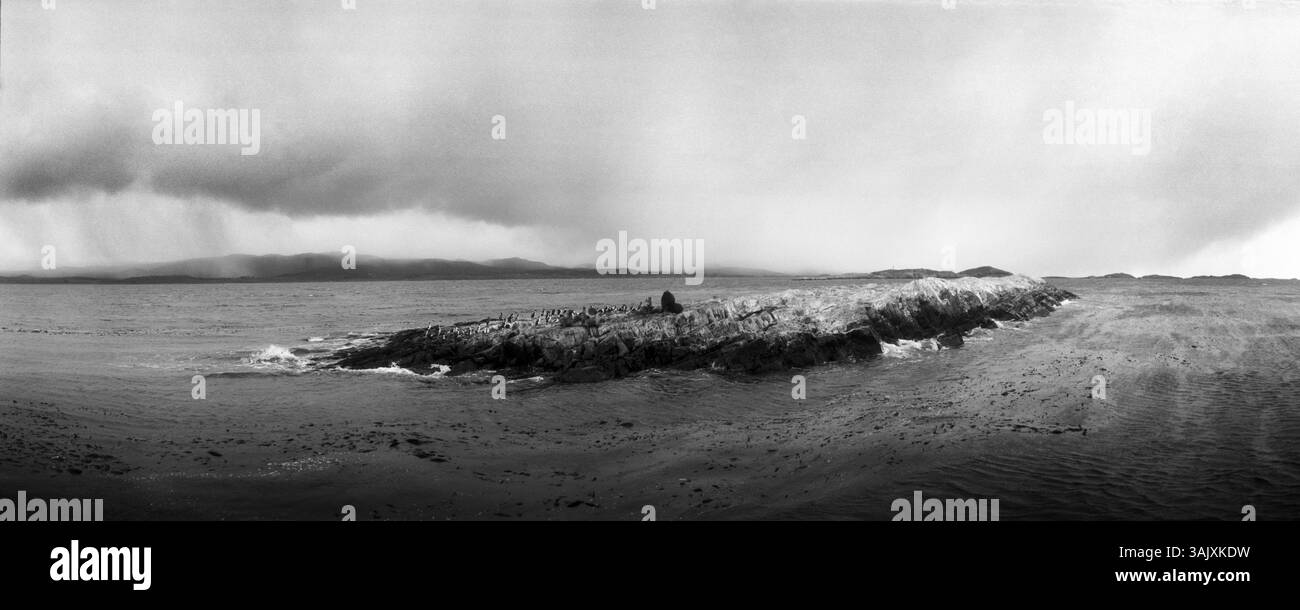 Île d'oiseaux arctiques et de lions de mer, canal Beagle, Ushuaia, province de Tierra del Fuego, Patagonie, Argentine Banque D'Images