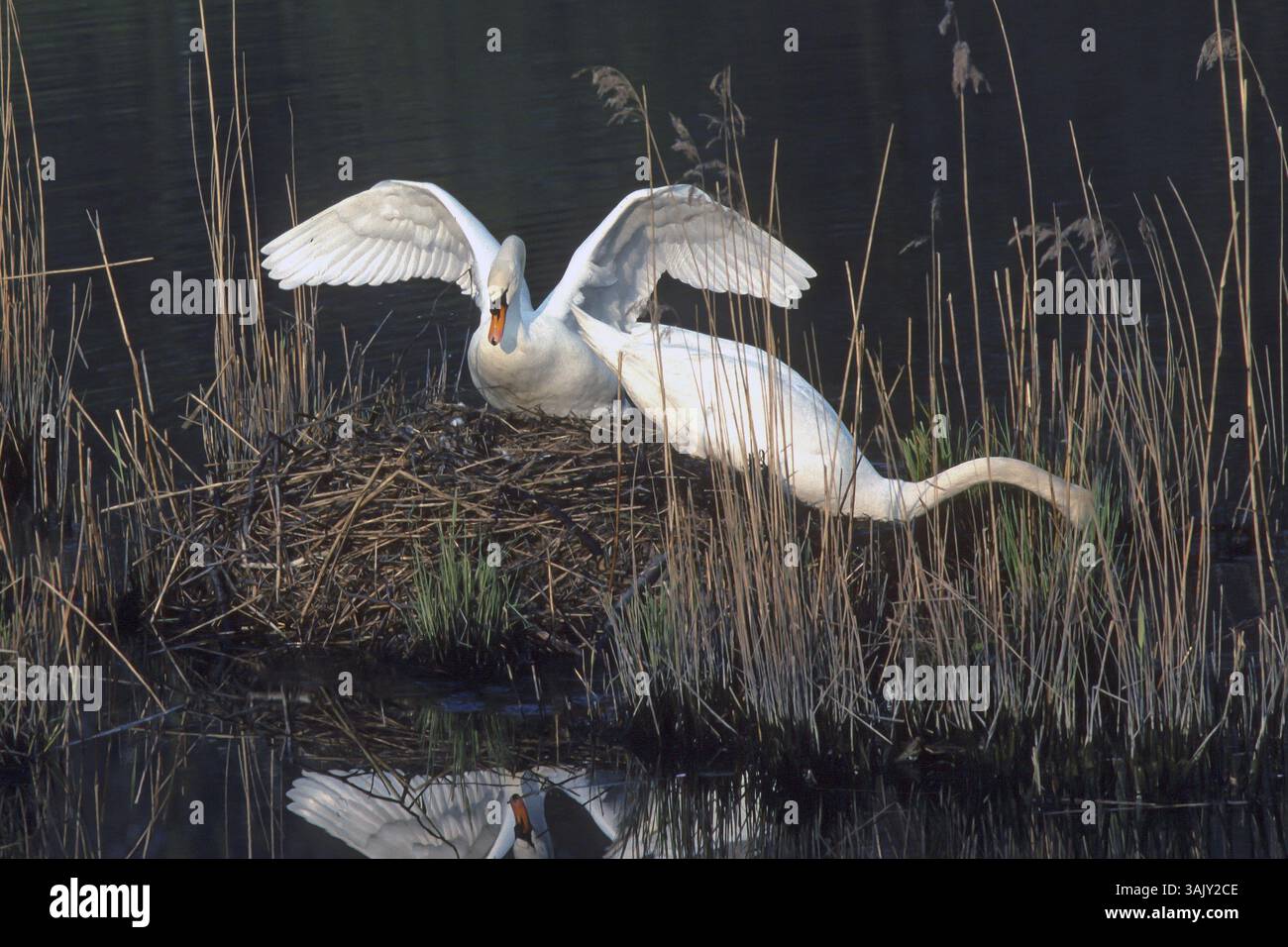 Cygne muet. Cygnus olor. Une paire de cygnes envoûte le nid. Forêt de la Wantzenau. Région Alsace. France Banque D'Images