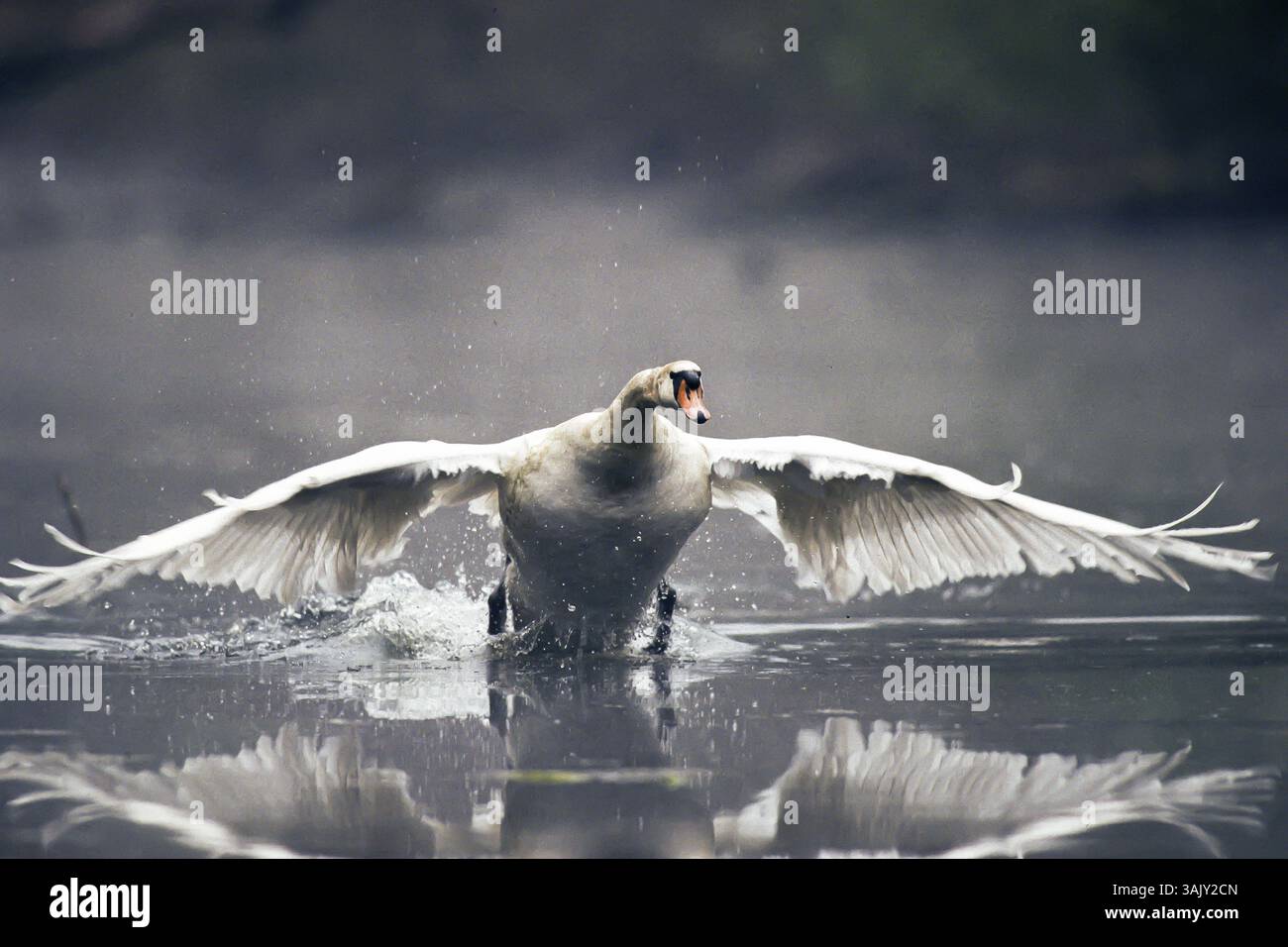 Cygne muet. Cygnus olor. Un cygne atterrit sur une rivière. Forêt de la Wantzenau. Région Alsace. France Banque D'Images
