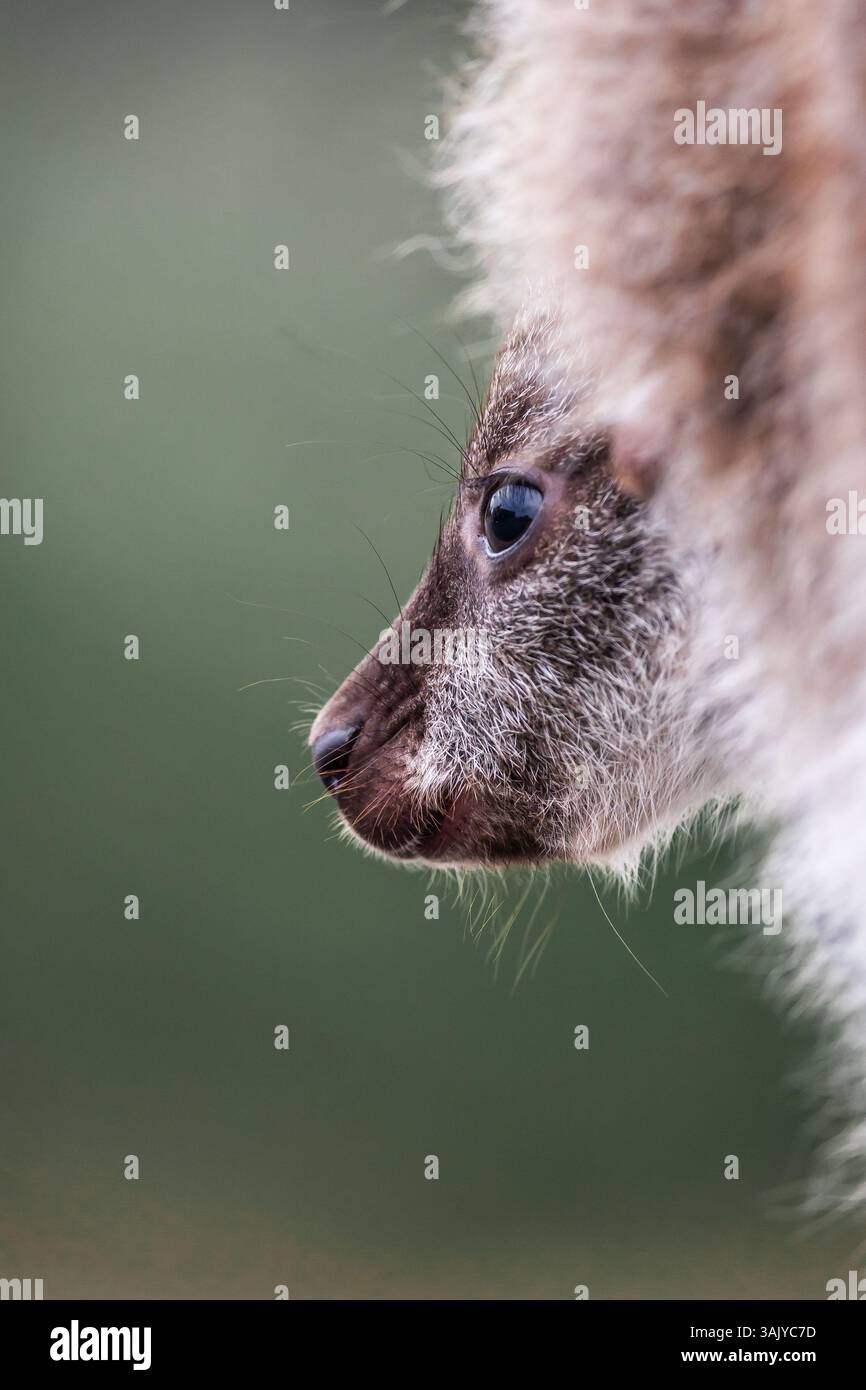 Un gros plan du wallaby joey d'un jeune Bennett niché au milieu du feuillage sur Bruny Island, Tasmanie, montrant des détails complexes de sa fourrure et de son fer mou Banque D'Images
