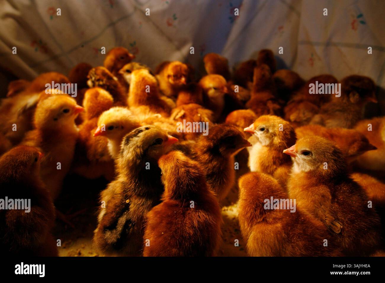 JIM DAMASKE | Times. NP 313373 DAMA Chickens 3 (10/15/2009 CLEARWATER) Rhode Island Red et Americanas (plus foncés) deux jours, les poussins restent chauds sous une lampe chauffante dans une vieille basinette chez Sandi Marin. - Poulets de jardin ! C'est une tendance qui décolle à Tampa Bay. Les gens commandent des petits poussins en ligne. Ils arrivent dans le courrier dans une boîte. Vous les allaitez pour bignir avec une lampe à chaleur et de la nourriture. Ensuite, vous les aimez et collectez leurs œufs. Nous regardons pourquoi les gens font cela, ce qui est impliqué, quelles sont les légalités. Est-ce ennuyeux de vivre à côté d'un poulailler ? En outre, n'importe qui jamais - gulp - mange t Banque D'Images
