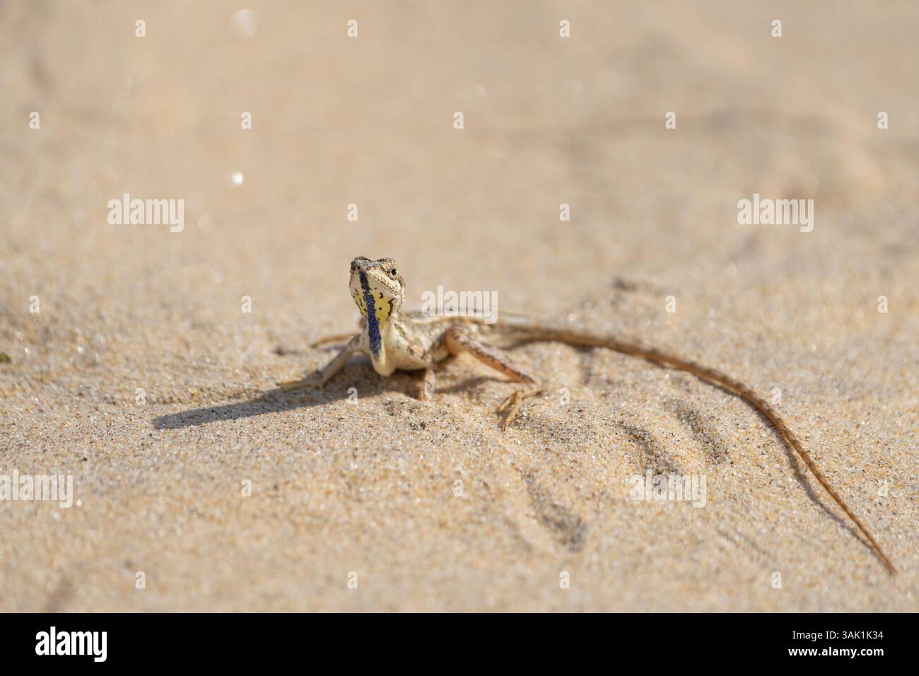 Lézard à gorge éventail de Pondichéry ou lézard agamide Sitana ponticeriana sur sable dans le parc national de Yala Sri Lanka. Banque D'Images