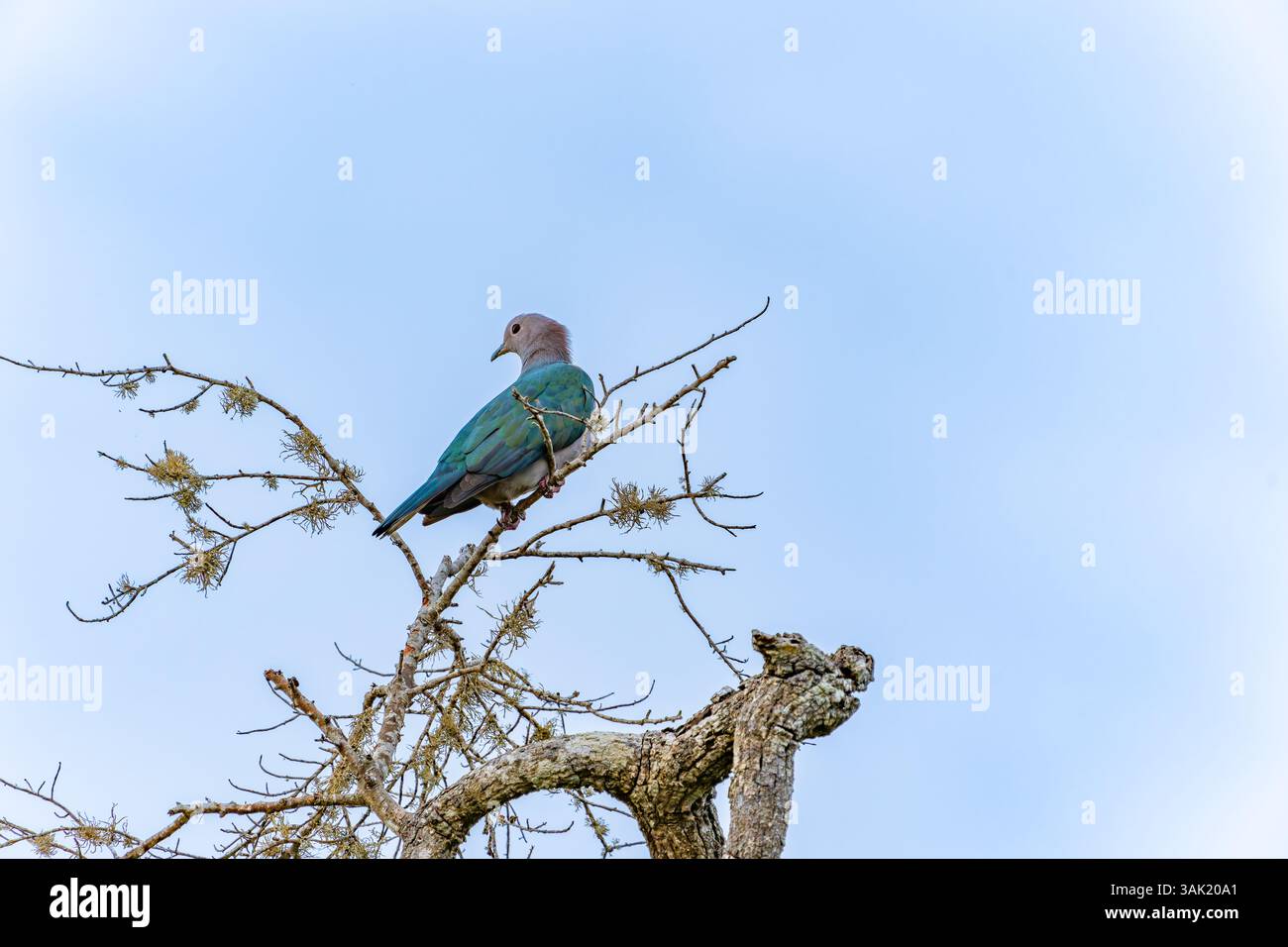 Faune dans le parc national de Yala Green Imperial Pigeon ou Ducula aenea haut dans l'arbre vue arrière avec la tête tournée à gauche, Sri Lanka. Banque D'Images