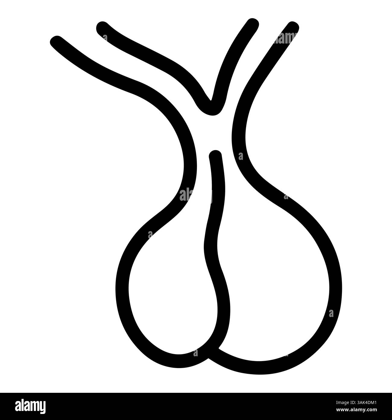 Anatomie de la glande pituitaire, illustration principale de la glande endocrine Illustration de Vecteur