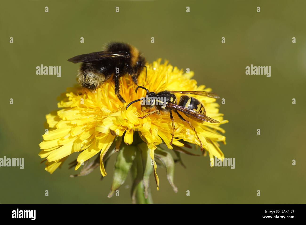 Reine d'une guêpe commune (Vespula vulgaris) et d'un bourdon Cuckoo Bombus sylvestris ou Bombus norvegicus sur la fleur du pissenlit commun Taraxacum Banque D'Images