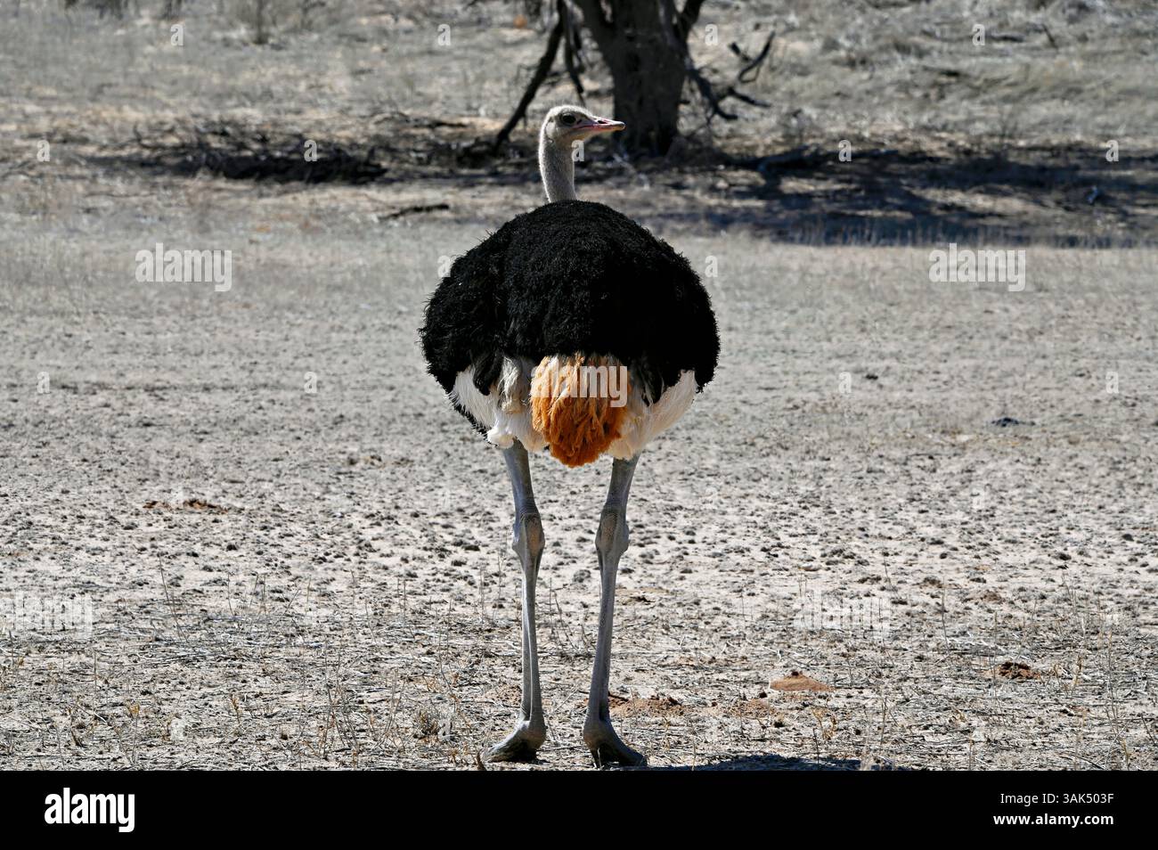 Autruche mâle avec sa croupe rouge typique de Kgalagadi Banque D'Images