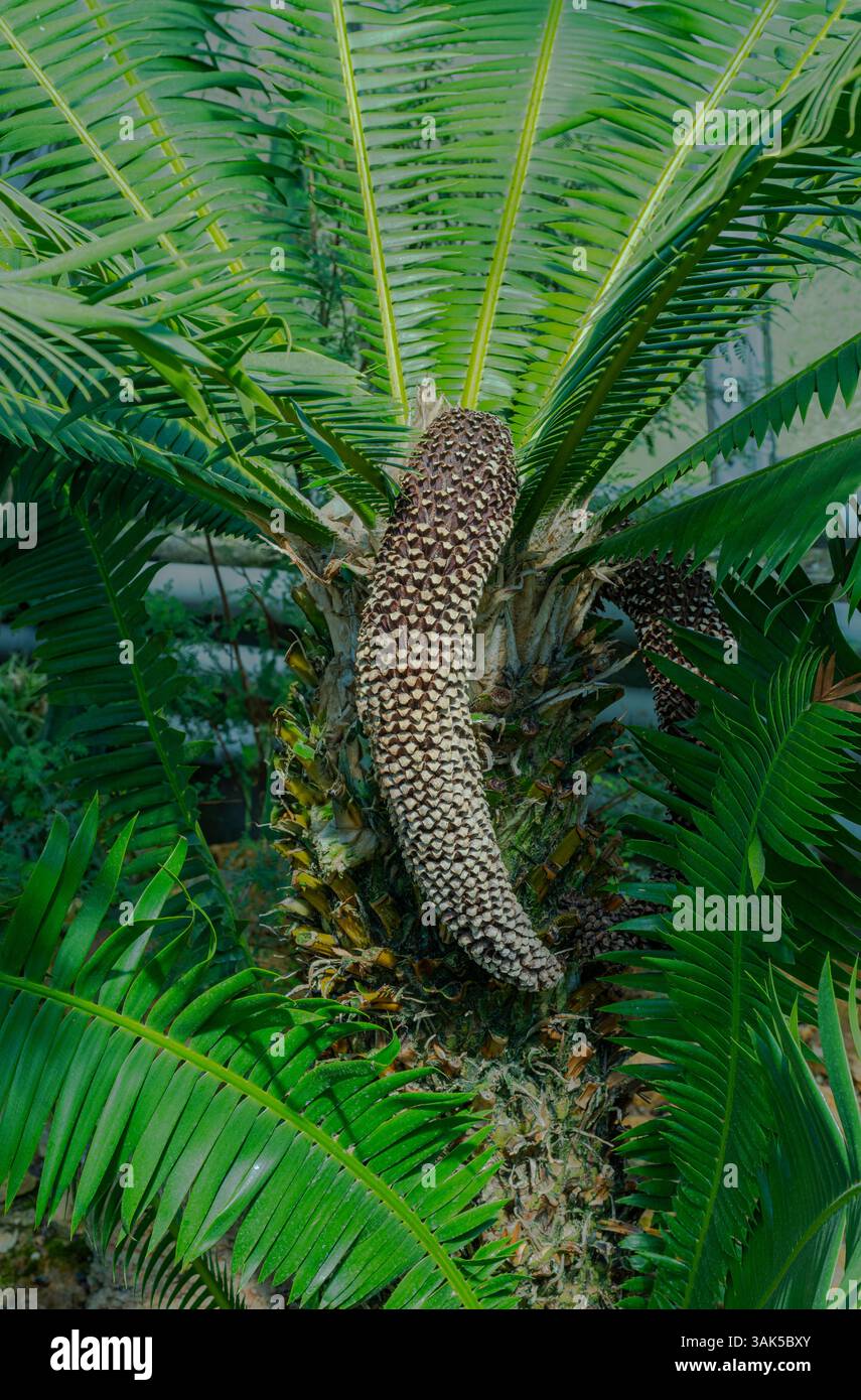 Dioon géant, ou la gomme de Palm (Dioon spinulosum), originaire du Mexique Banque D'Images