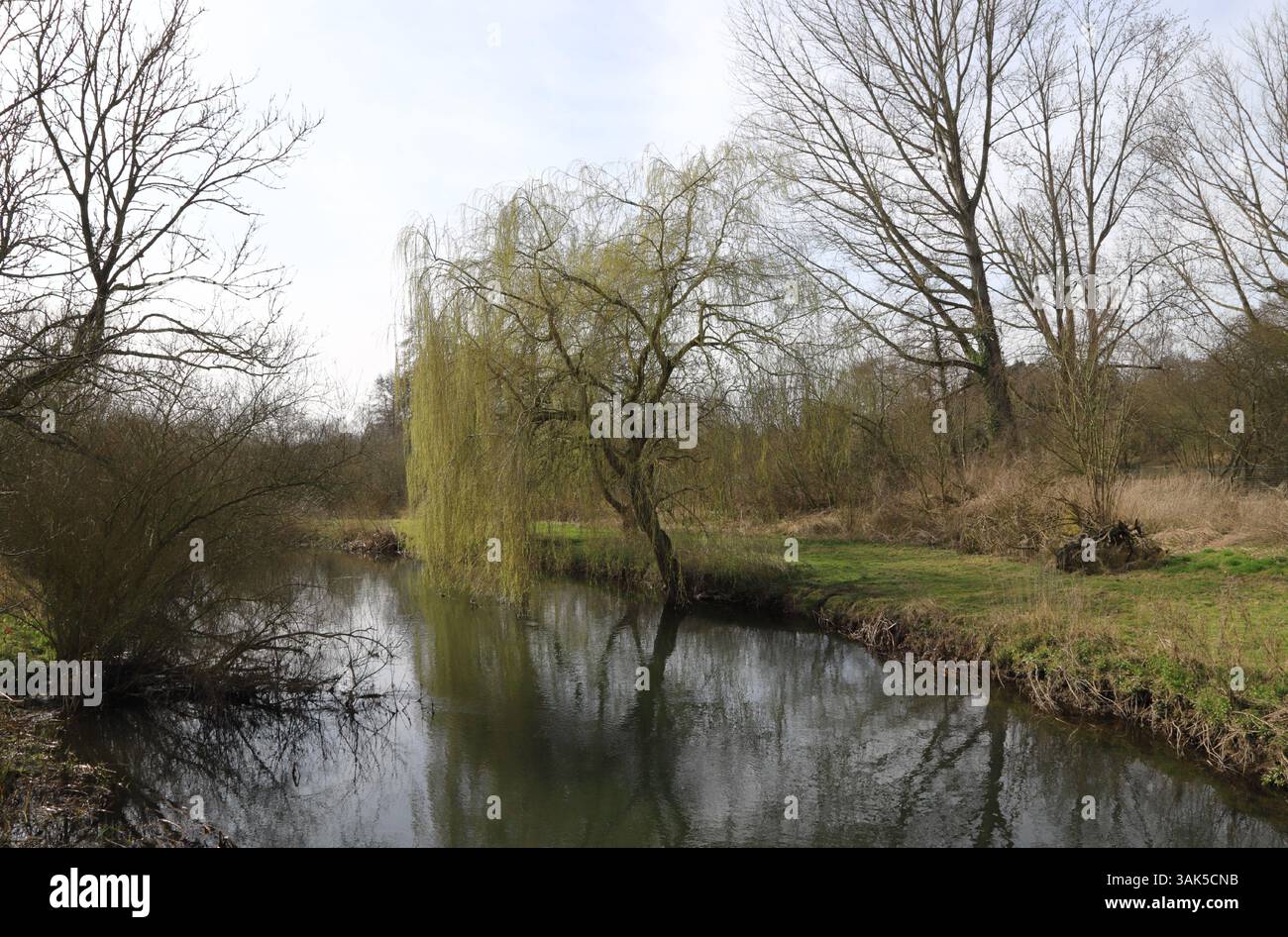 Vue de la rivière Wensum craie et site d'intérêt scientifique spécial à Lenwade, Norfolk, Angleterre, Royaume-Uni. Banque D'Images