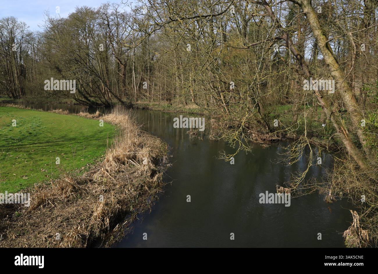 Une vue de la rivière Wensum craie-rivière et site d'intérêt scientifique spécial au début du printemps à Lenwade, Norfolk, Angleterre, Royaume-Uni. Banque D'Images