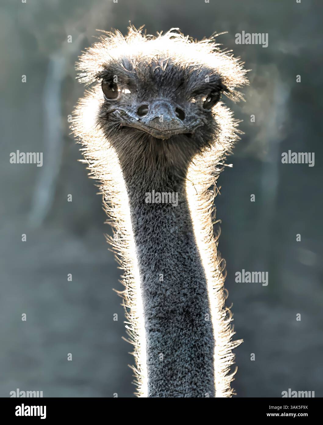 Autruche commune (Struthio camelus) Banque D'Images