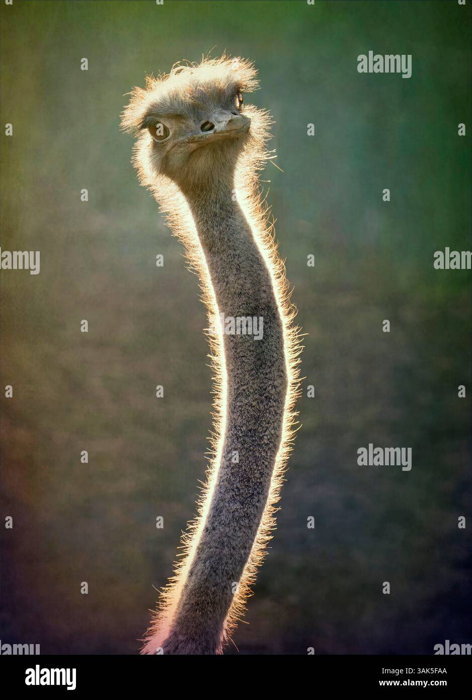 Autruche commune (Struthio camelus), éditée numériquement Banque D'Images