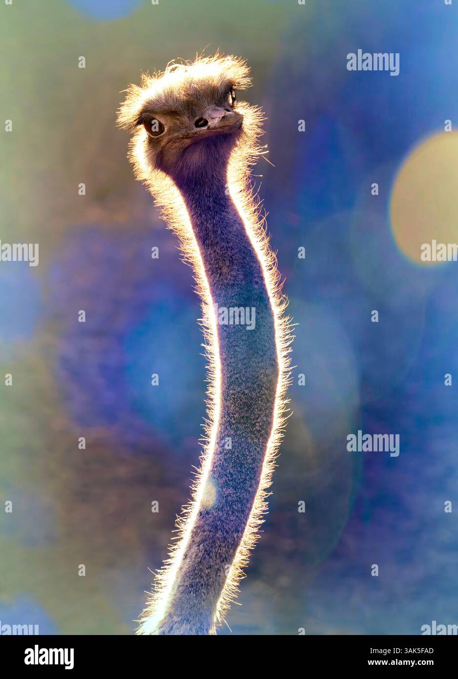 Autruche commune (Struthio camelus), éditée numériquement Banque D'Images