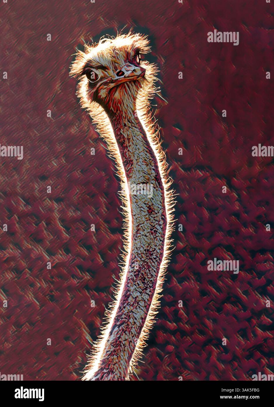 Autruche commune (Struthio camelus), éditée numériquement Banque D'Images