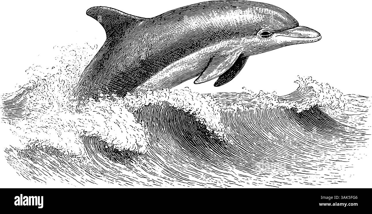 Illustration gravée d'un âne endormi portant un chapeau - animal fantaisiste Illustration de Vecteur