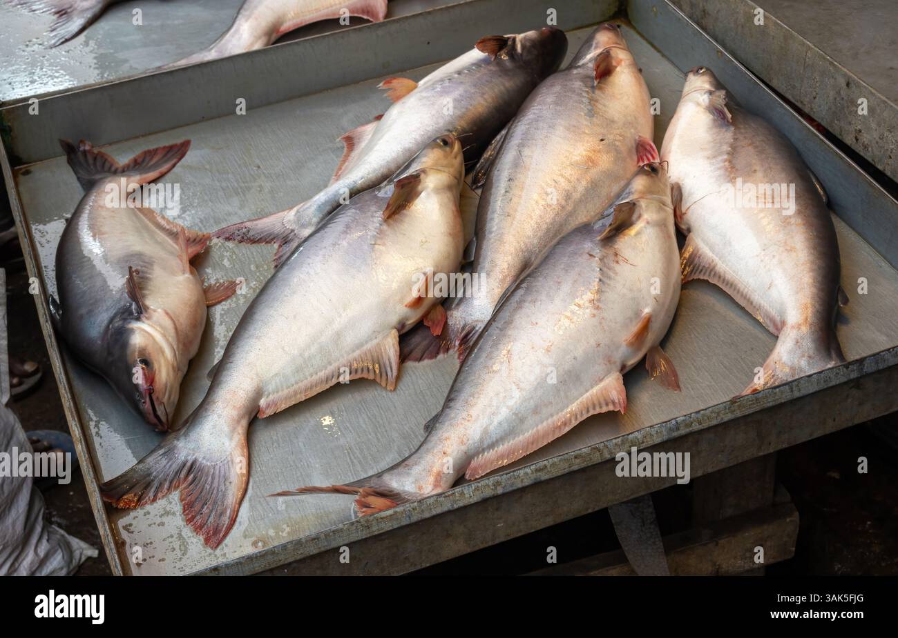 Le poisson-chat pangas (Pangasius pangasius), également connu sous le nom de poisson-chat à queue jaune, poisson-panga, poisson-basa, et poisson-chat d'eau douce, est en vente dans le poisson local Banque D'Images