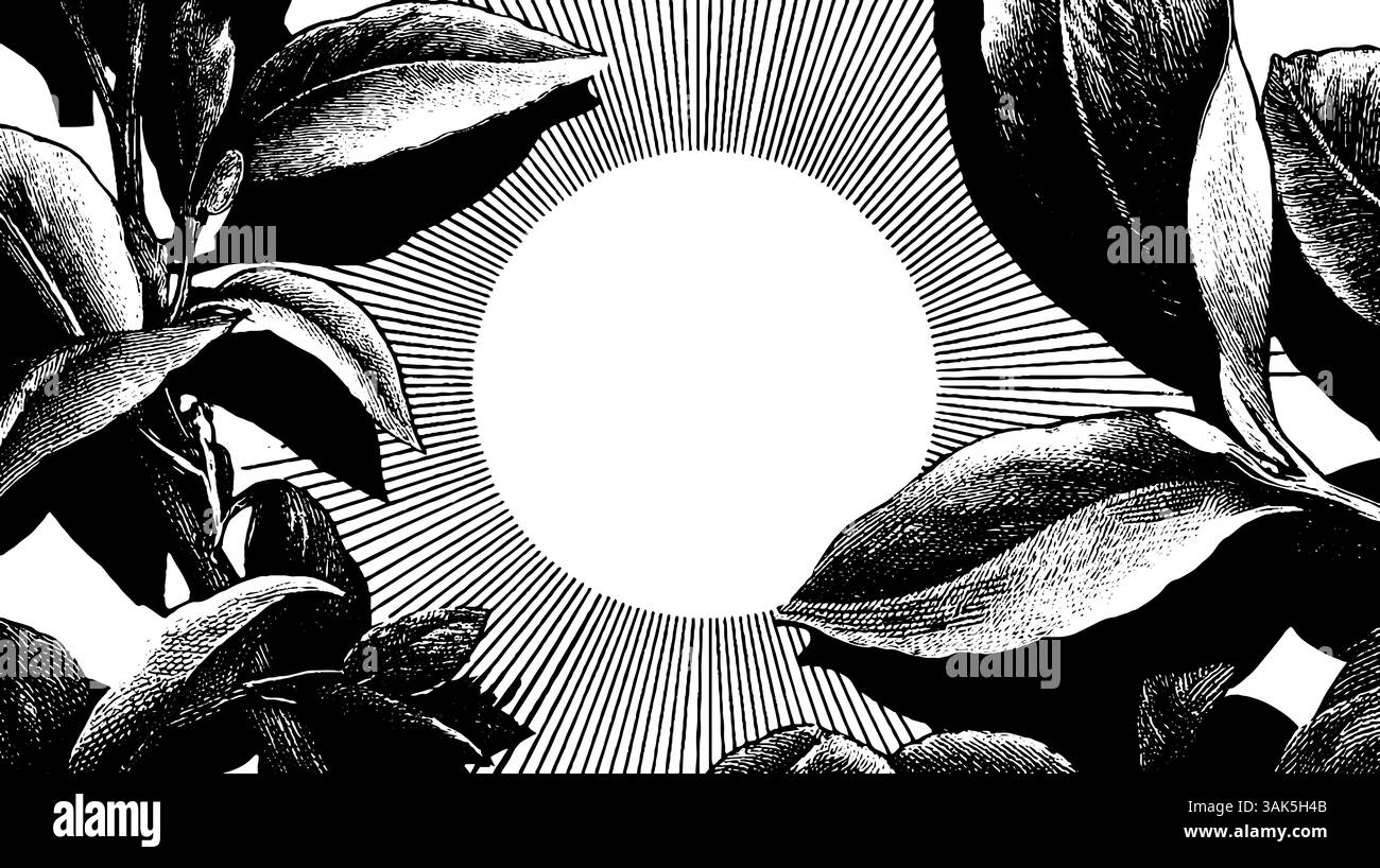 Illustration gravée complexe d'un morse avec d'impressionnantes défenses longues pour l'art de la nature et des projets de design. Illustration de Vecteur