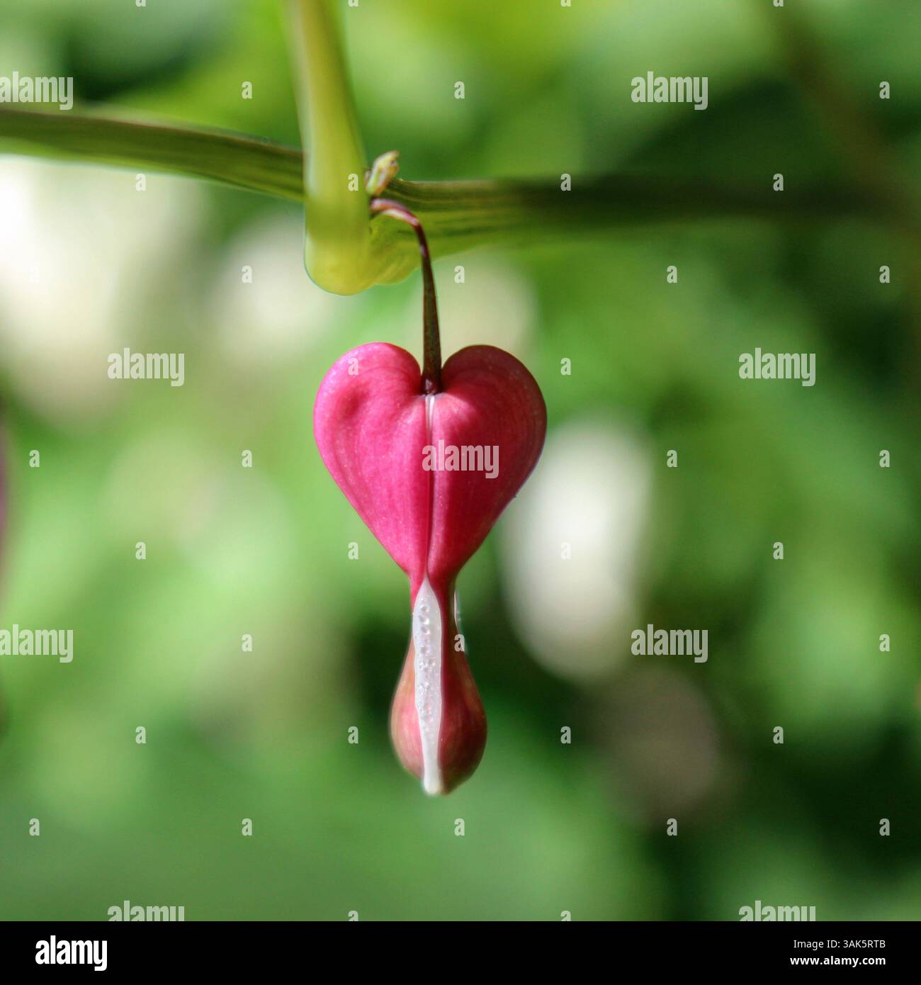 Délicate fleur rose en forme de coeur dans la nature, symbolisant l'amour et la beauté. Banque D'Images