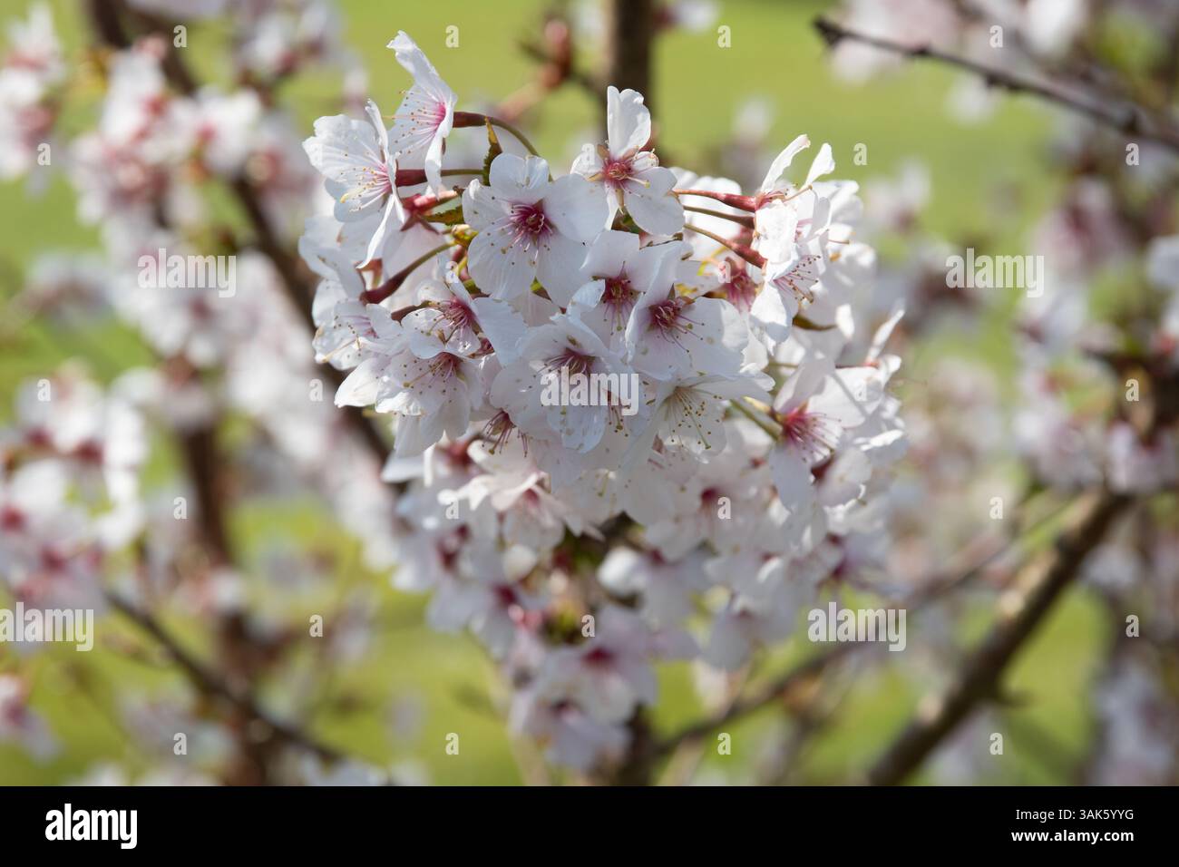 Fleurs de Prunus nipponica var. Kurilensis « brillant » Banque D'Images Fleurs de Prunus nipponica var. Kurilensis « brillant » Banque D'Images