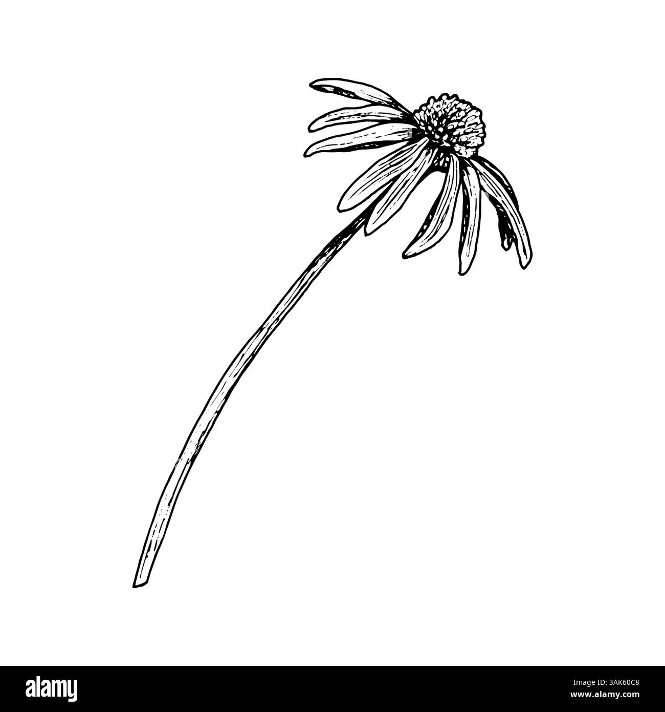 Illustration botanique noire et blanche dessinée à la main d'une fleur en forme de Marguerite avec une longue tige et des feuilles latérales. Trait fin à l'encre avec pétales détaillés et Illustration de Vecteur
