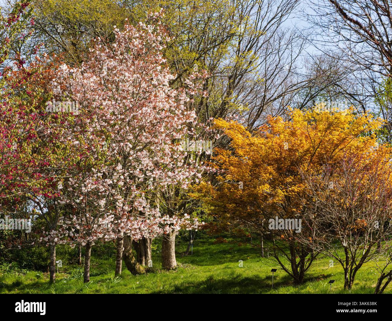 Fleurs printanières du cerisier rustique, Prunus 'Matsumae-Fuki', contrastant avec le feuillage doré de l'Acer palmatum 'Katsura' Banque D'Images