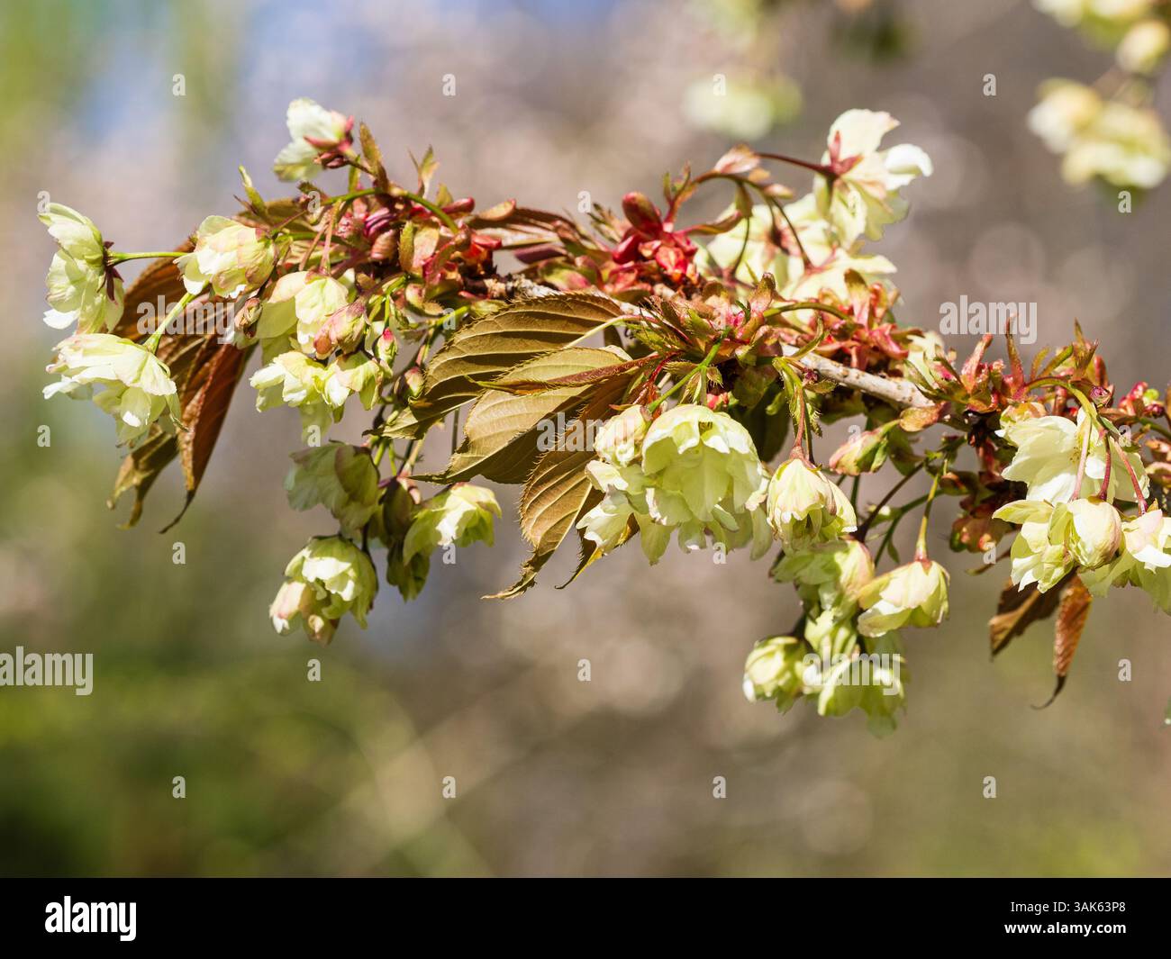 Fleurs de printemps crème teintées vertes du cerisier japonais, Prunus 'Gyoiku' contraste avec le jeune feuillage bronzé Banque D'Images