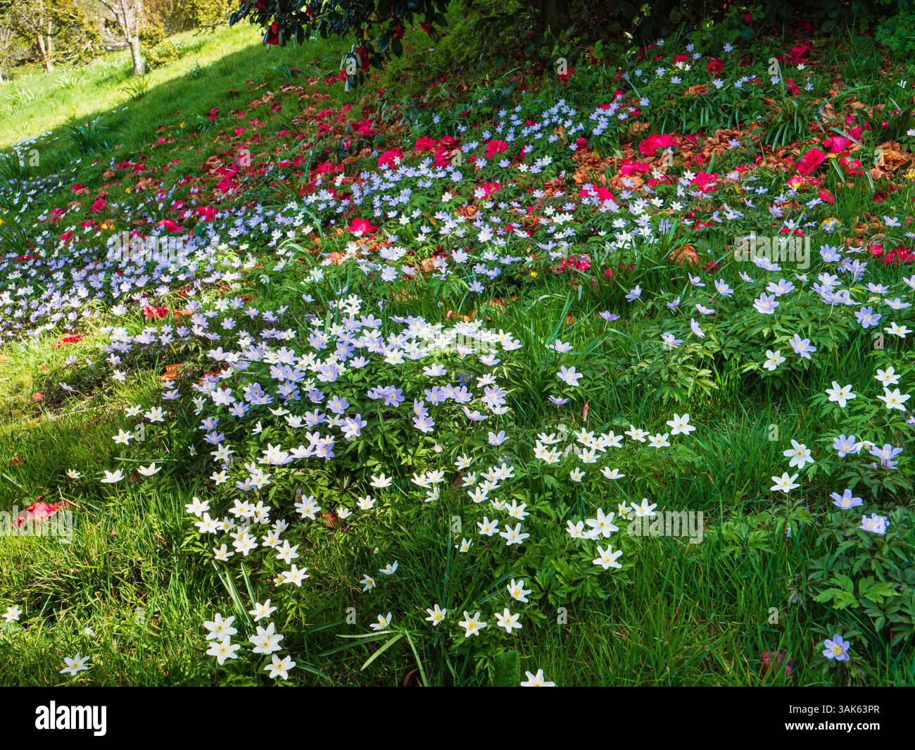 Anémones de bois bleues et blanches, Anemone nemorosa et A.N. 'Allenii' parmi les fleurs de camélia tombées Banque D'Images