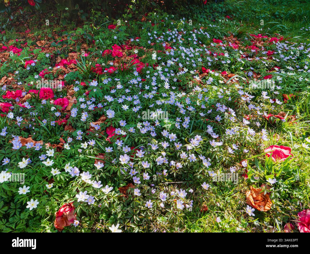 Anémones de bois bleues et blanches, Anemone nemorosa et A.N. 'Allenii' parmi les fleurs de camélia tombées Banque D'Images