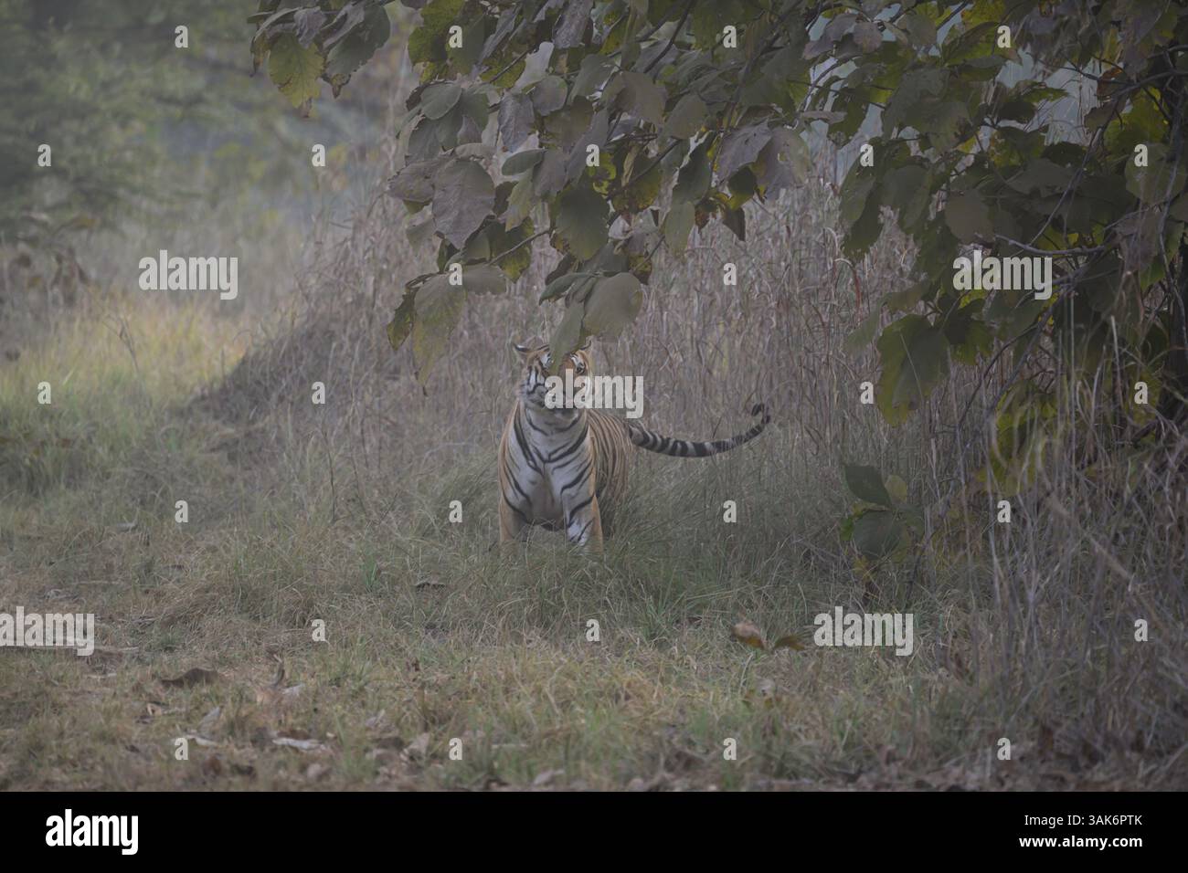 Le tigre mâle connu sous le nom de P-663 marquant son territoire, réserve de tigres de Panna, Inde Banque D'Images