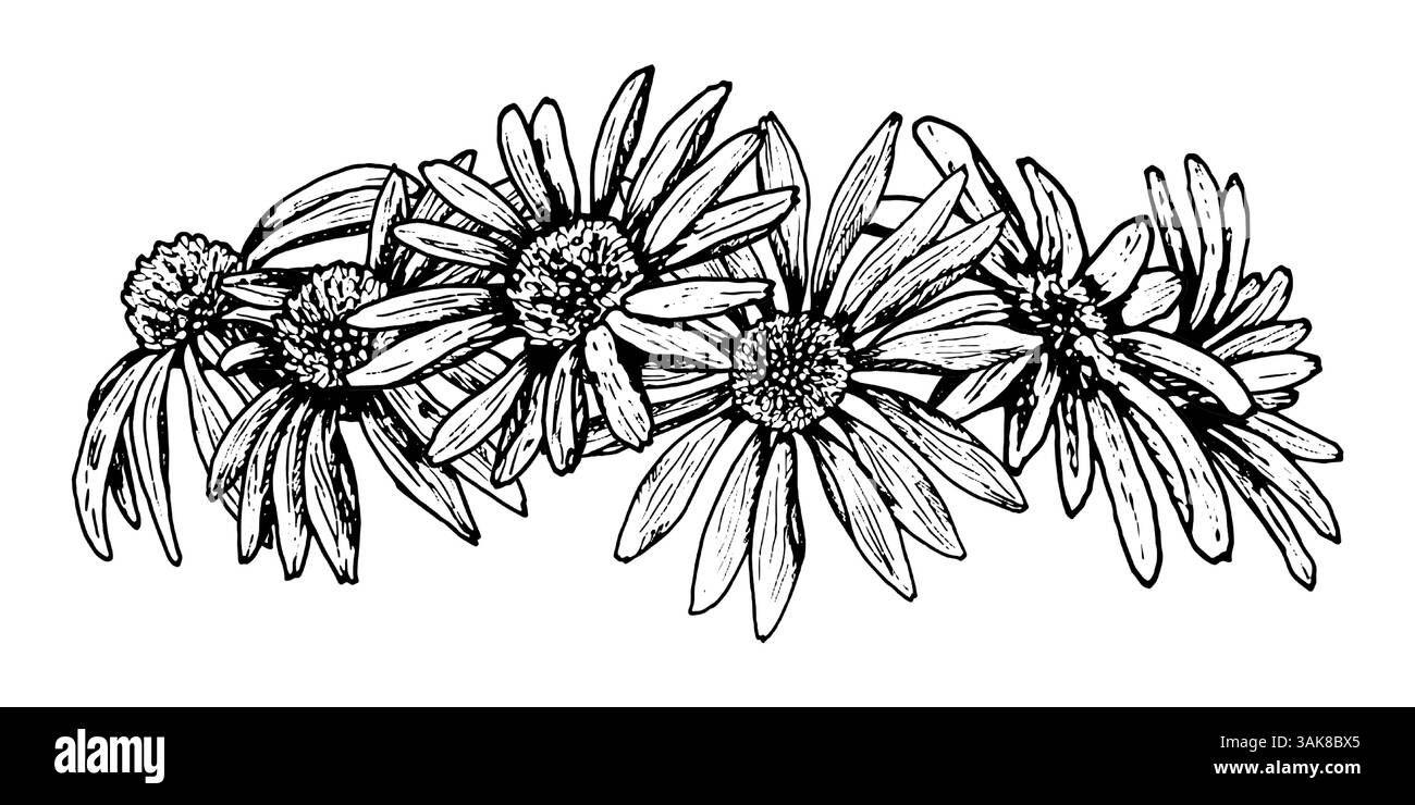 Dessin détaillé à l'encre noire et blanche d'une guirlande faite de fleurs en fleurs ressemblant à des marguerites. Pourrait représenter l'échinacée, le calendula, la camomille ou la rudbeckia Illustration de Vecteur