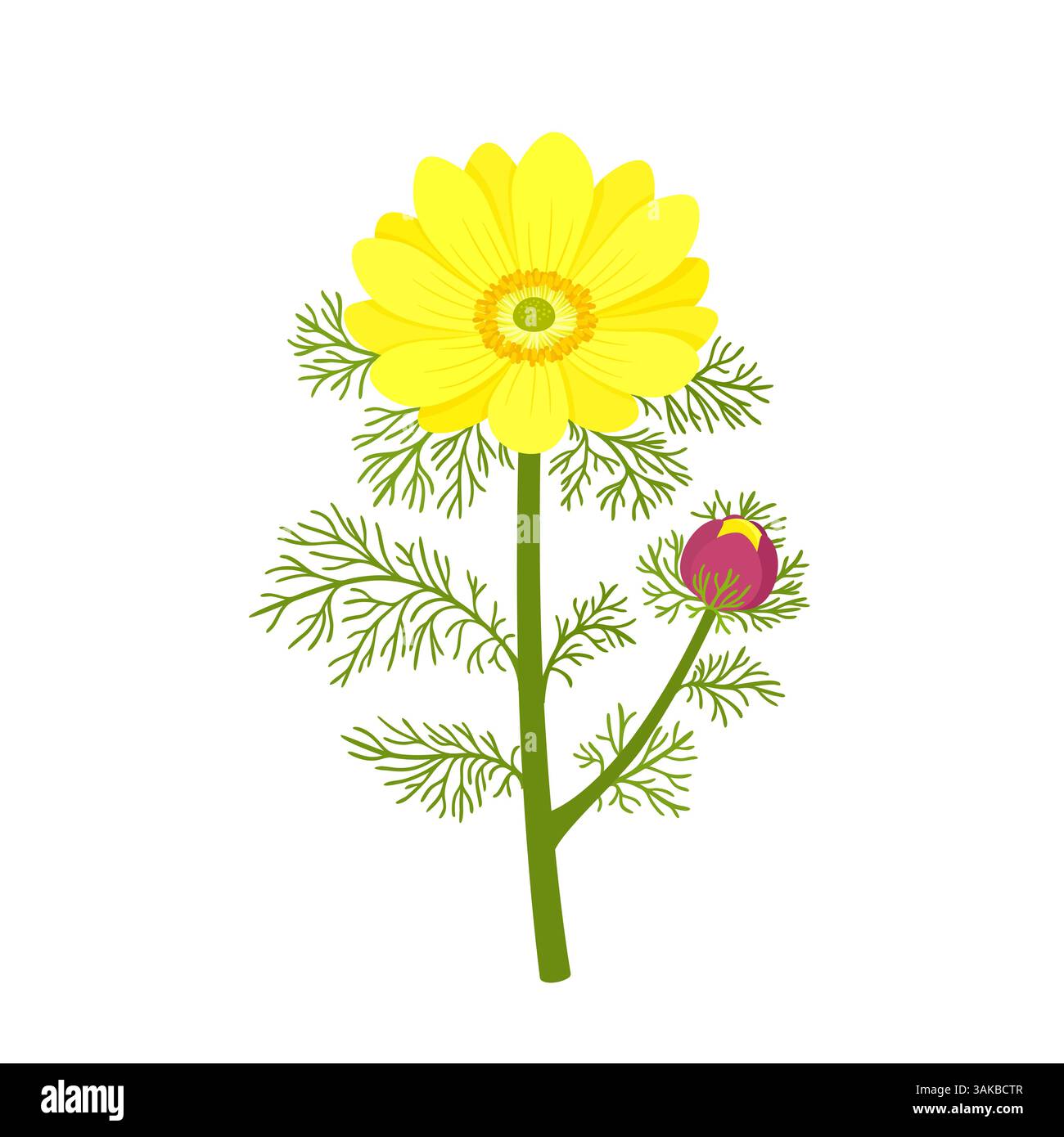 Adonis vernalis, ou faux hellebore. Fleur de printemps, plante médicinale. Illustration vectorielle dessinée à la main Illustration de Vecteur