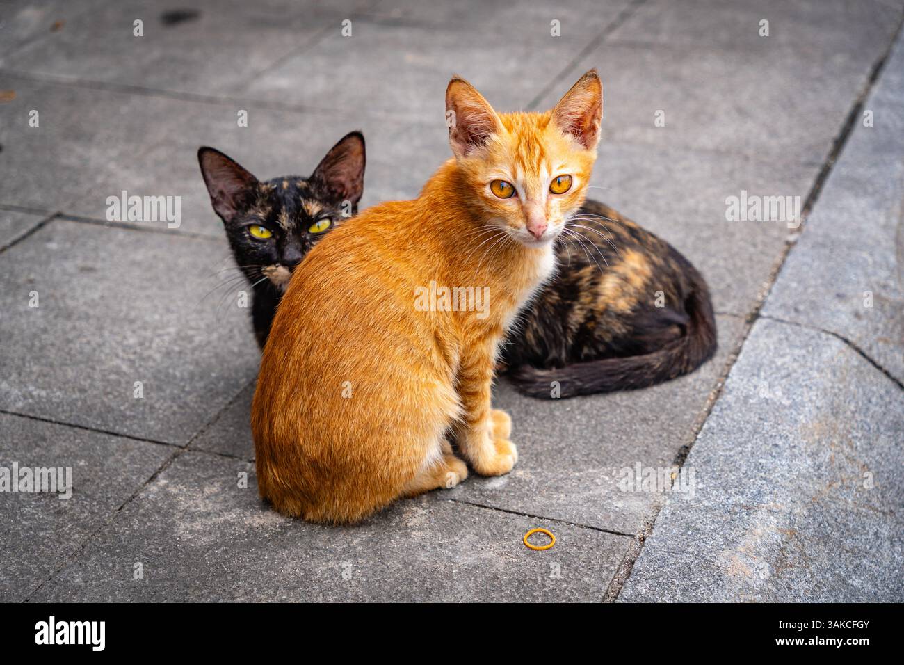 Deux jeunes chats sur le trottoir, un jaune et un noir regardant la caméra. Banque D'Images