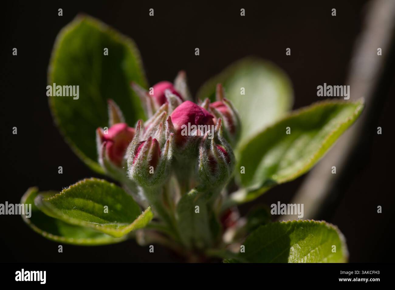 Fleur de pomme printanière (Malus domestica 'James Grieve') Banque D'Images
