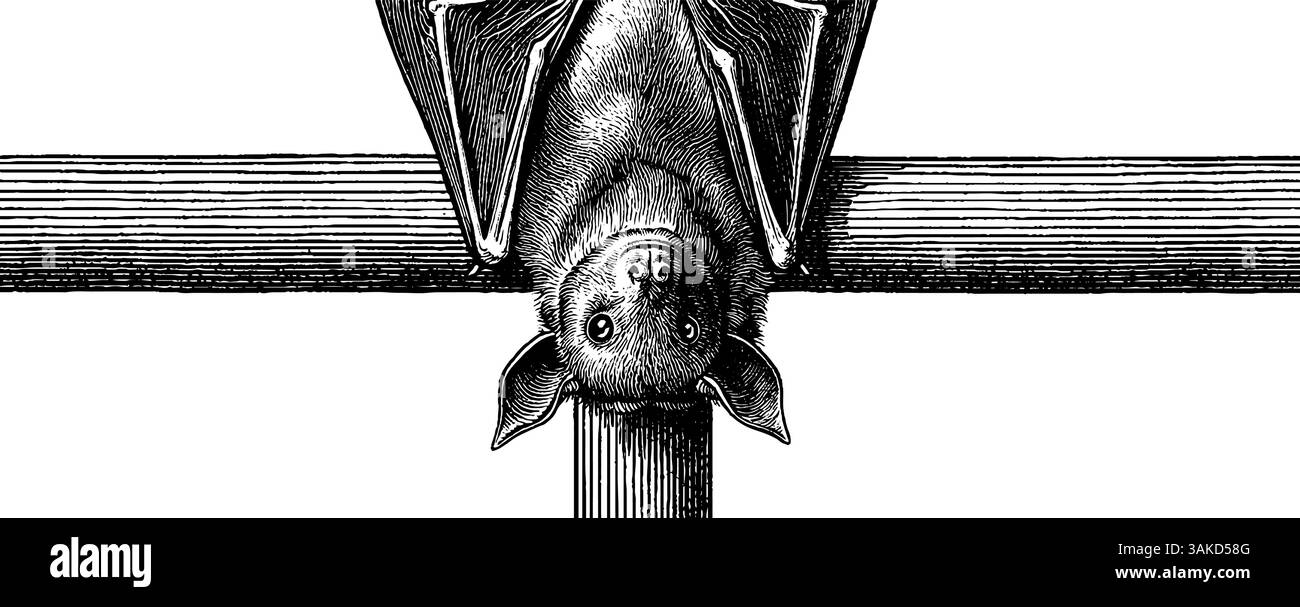 Chauve-souris gravée volant au-dessus du croissant de lune illustration pour la conception gothique. Illustration de Vecteur