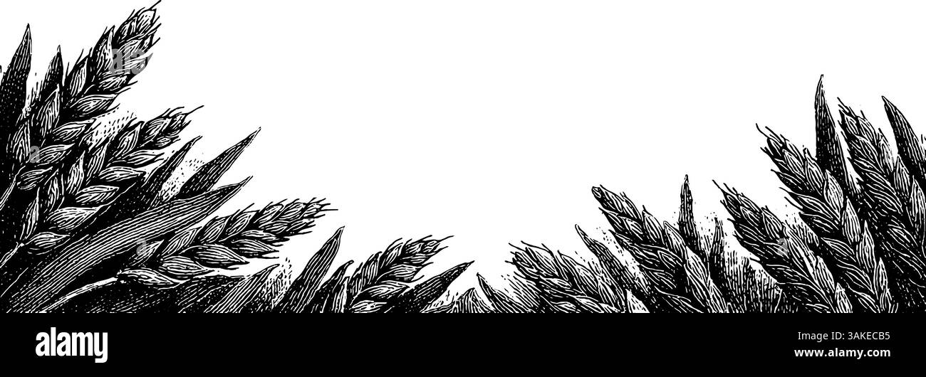 Tiges de blé gravées formant une bannière décorative pour des motifs sur le thème de la nature. Illustration de Vecteur