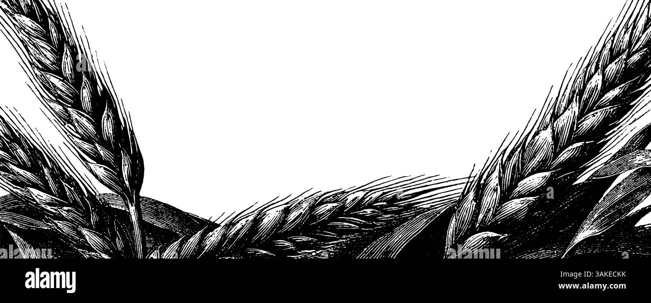 Gravure de tiges de blé pour un design et un décor rustiques. Illustration de Vecteur