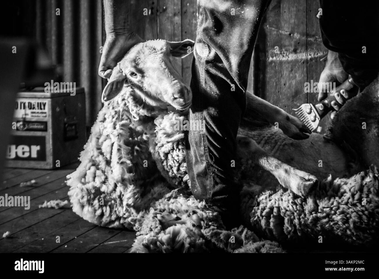 moutons tondus de près Banque D'Images