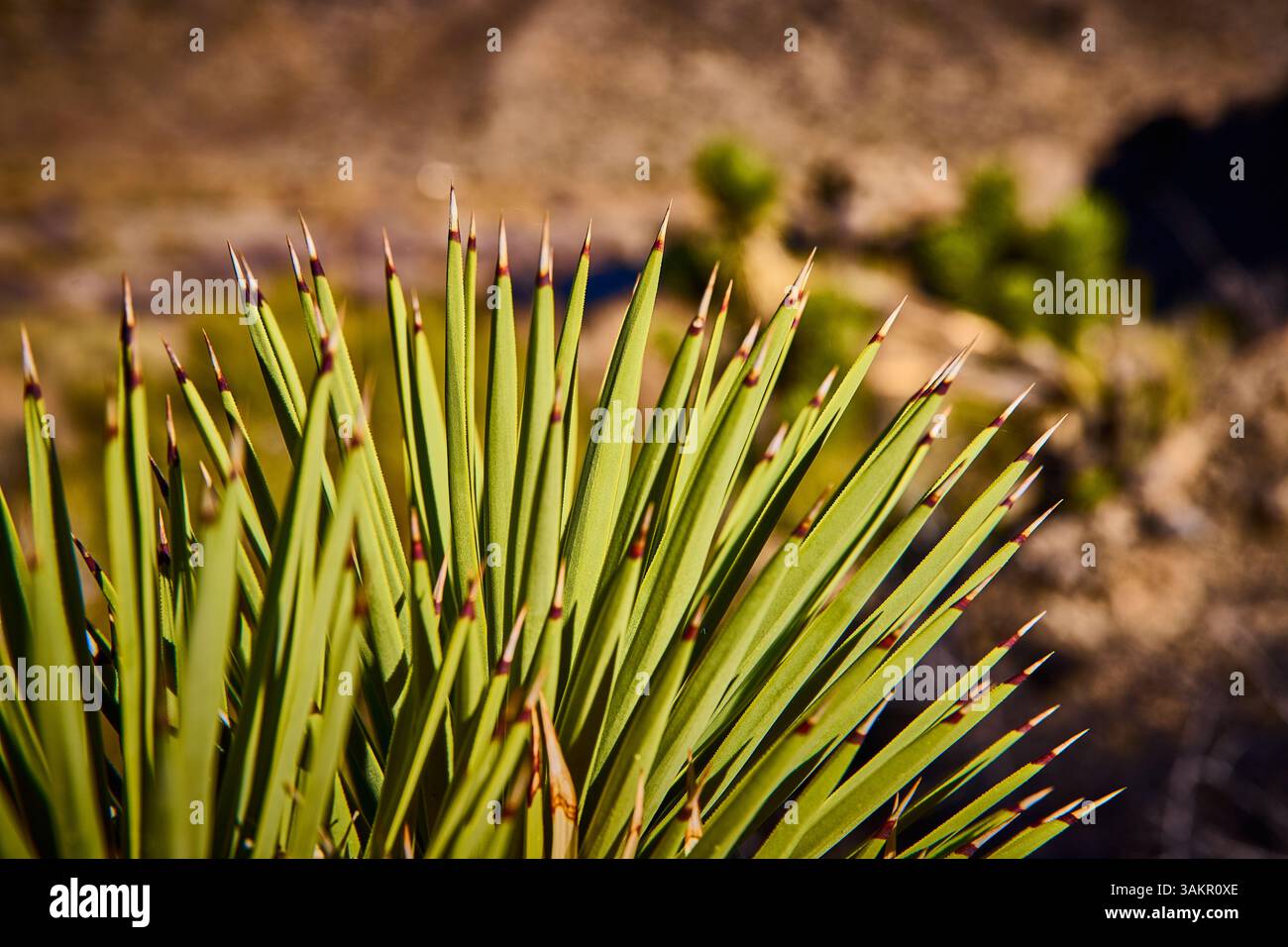 La plante Yucca pics dans le foyer Desert Light au niveau des yeux Banque D'Images