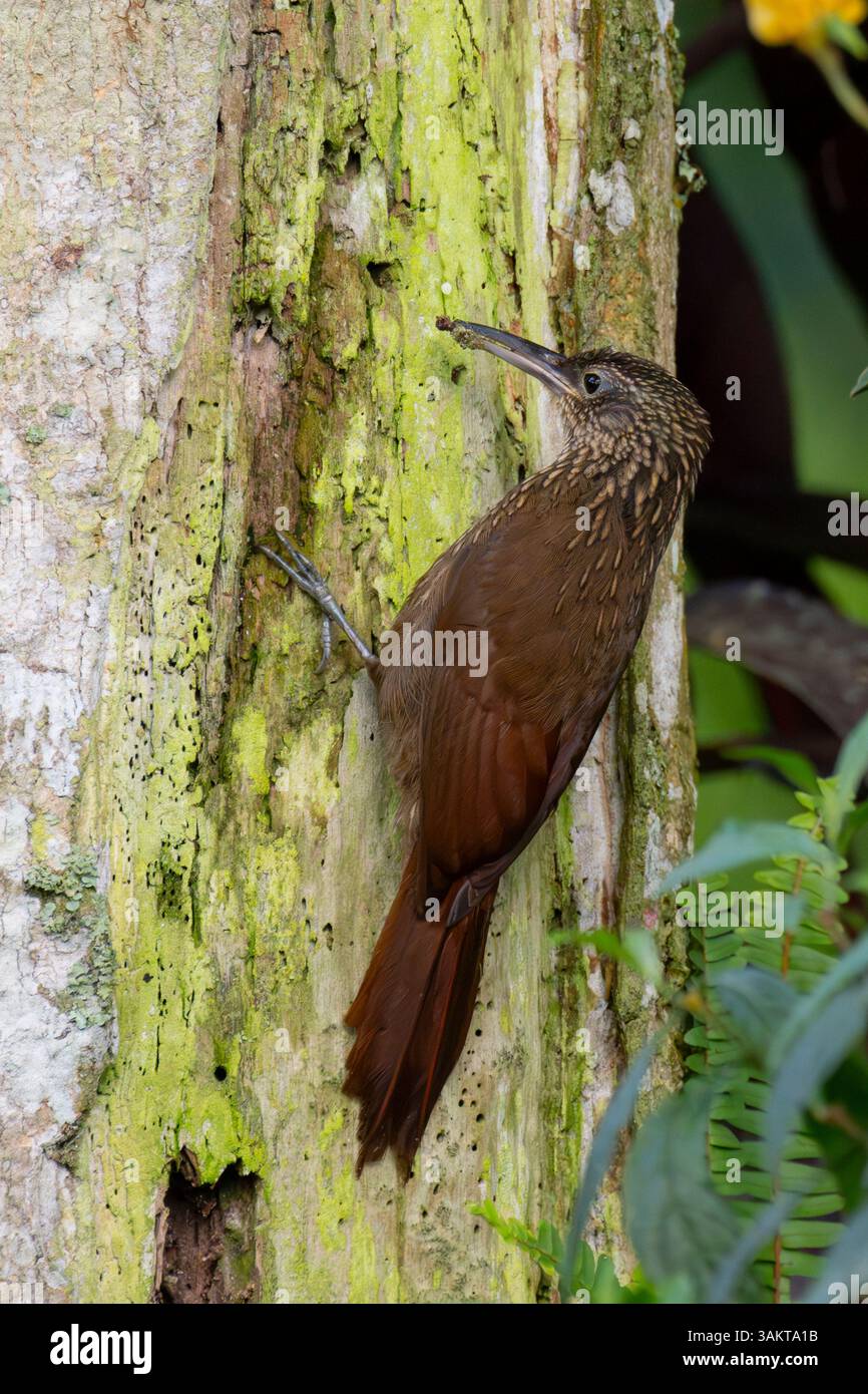 Pic-cacao (Xiphorhynchus suambians) buvant sur un tronc d'arbre, Finca Tinamu, Manizales, Colombie Banque D'Images