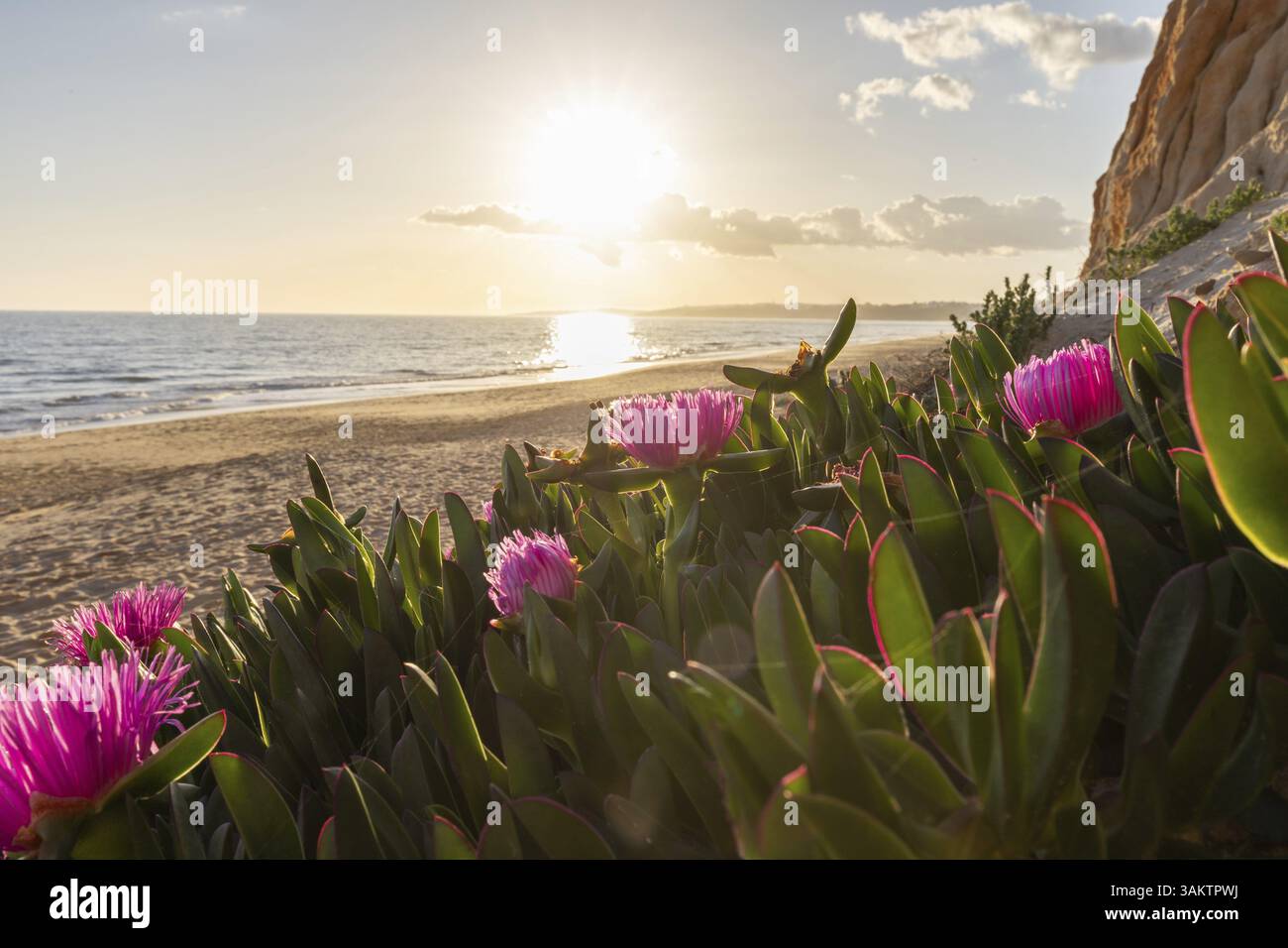 Falaises sur l'Atlantique. Coucher de soleil chaud dans un paysage avec des fleurs violettes, Carpobrotus acinaciformis. Falaises rouges avec des formations à couper le souffle à Praia da Banque D'Images