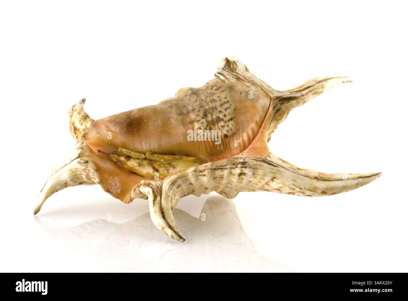 Coquille de mer sur un sous-sol blanc reflété Banque D'Images