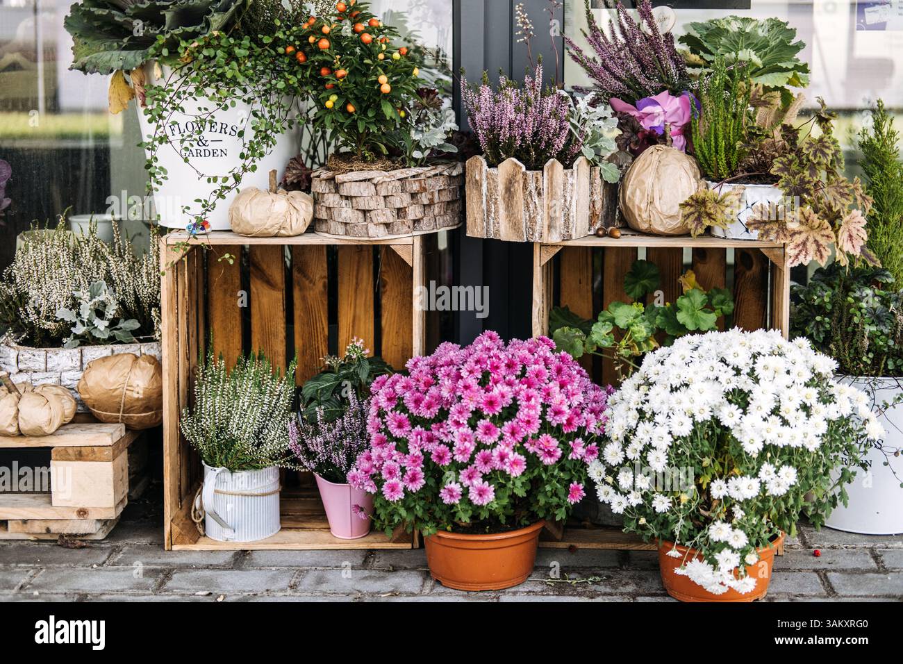Arrangement de fleurs en pot et de feuillage exposés sur des caisses en bois à l'extérieur d'une devanture. Textures naturelles, commerce vert, floraison durable Banque D'Images