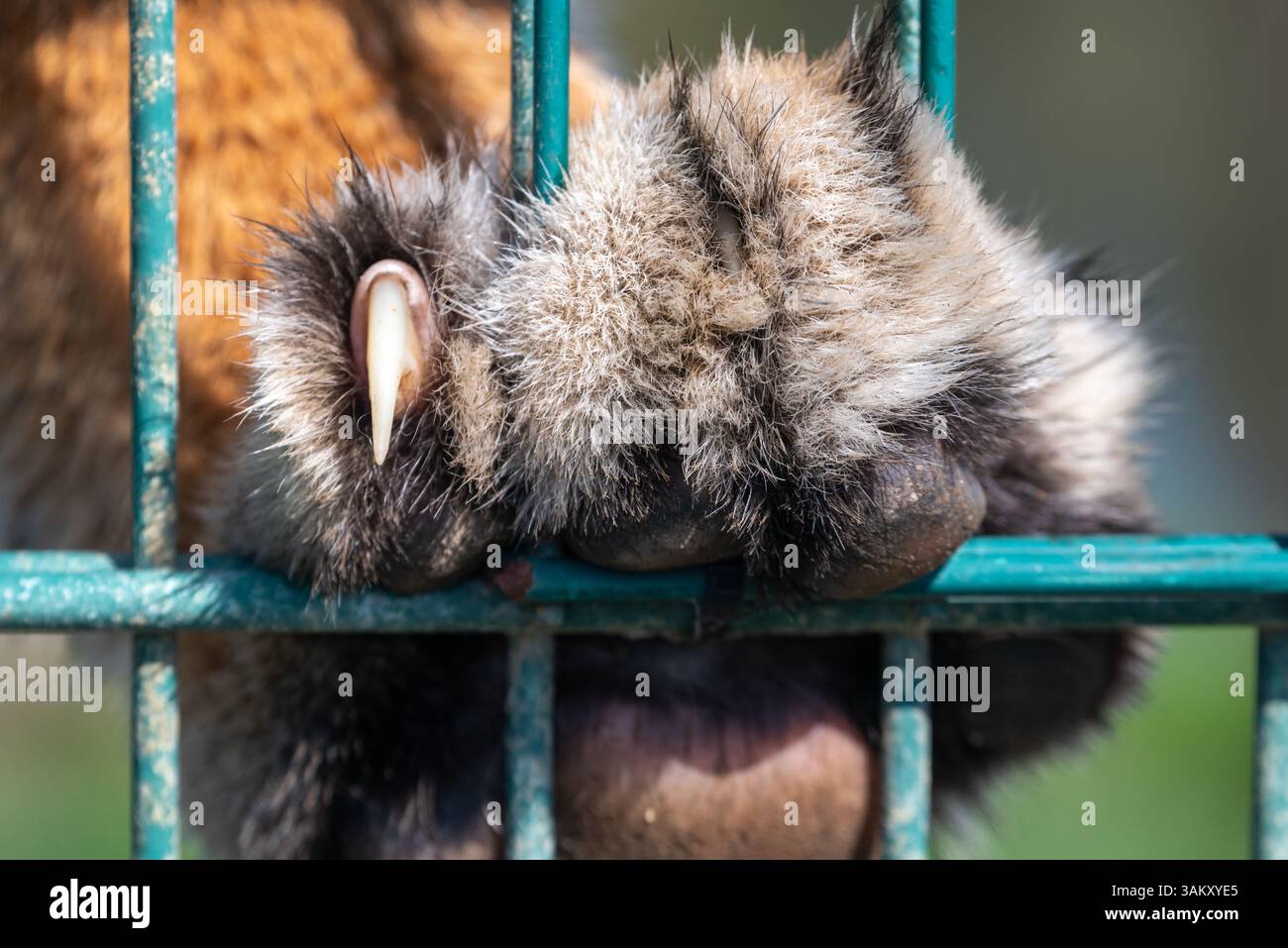 Patte de Tiger contre les balustrades dans un zoo, montrant la puissance des gros chats mais aussi la captivité impuissante. Banque D'Images