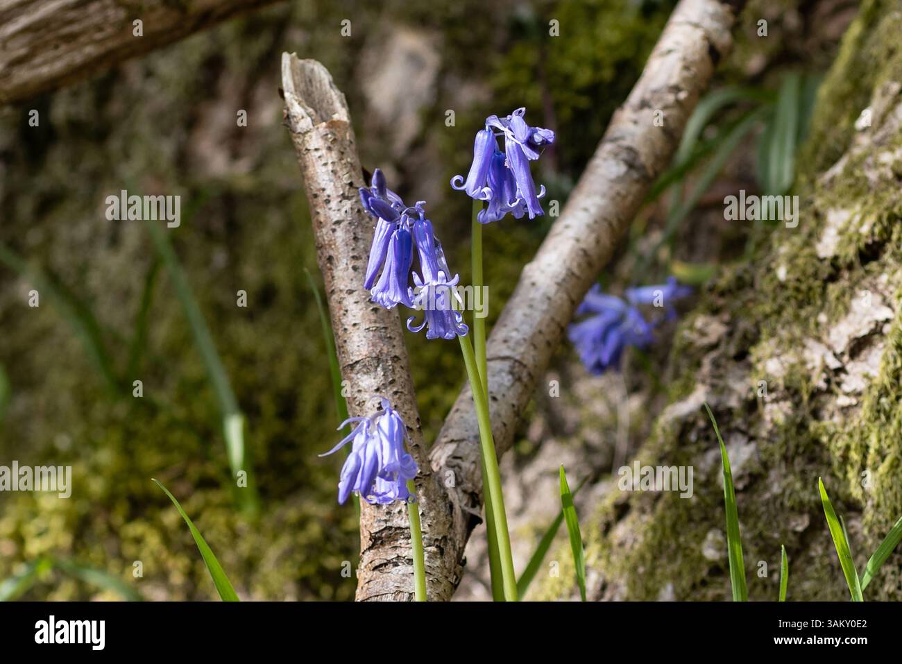 Bluebells et Twig Banque D'Images