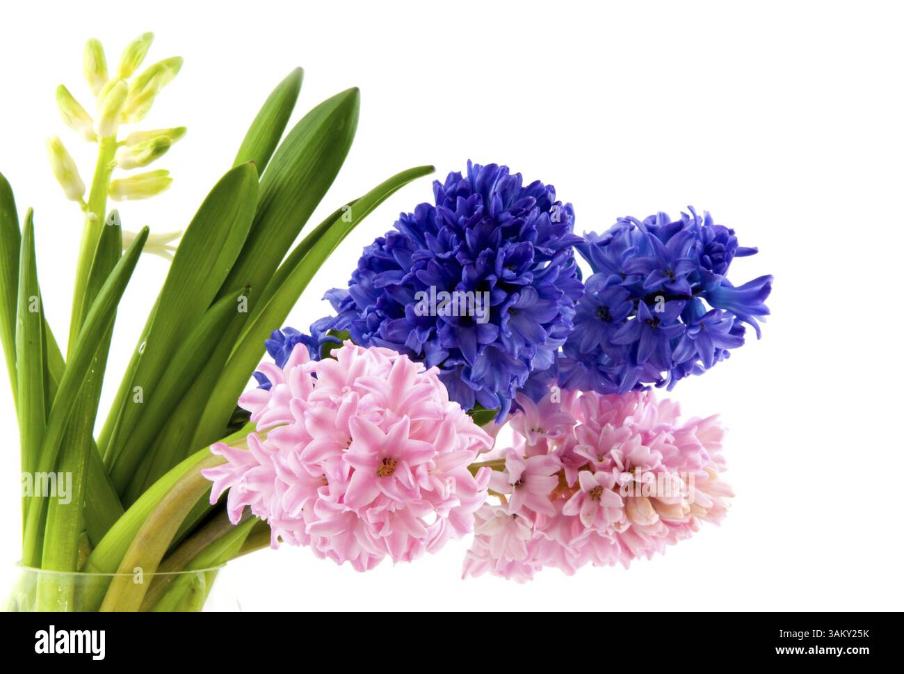 Jacinthes colorées dans un vase en verre Banque D'Images