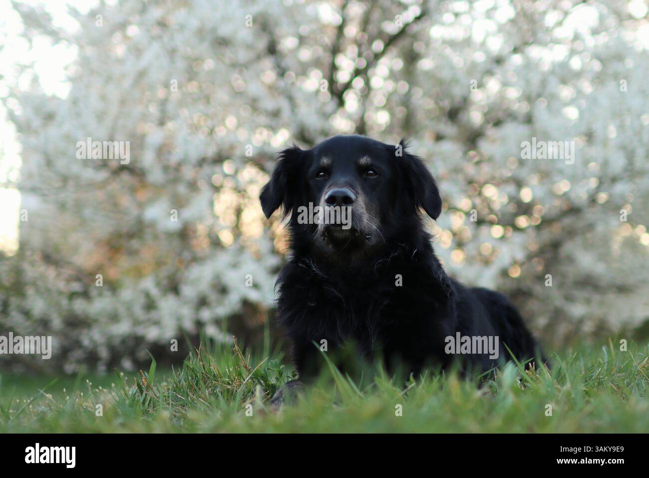 Chien noir au lever du soleil par un buisson en fleurs dans le parc. Banque D'Images