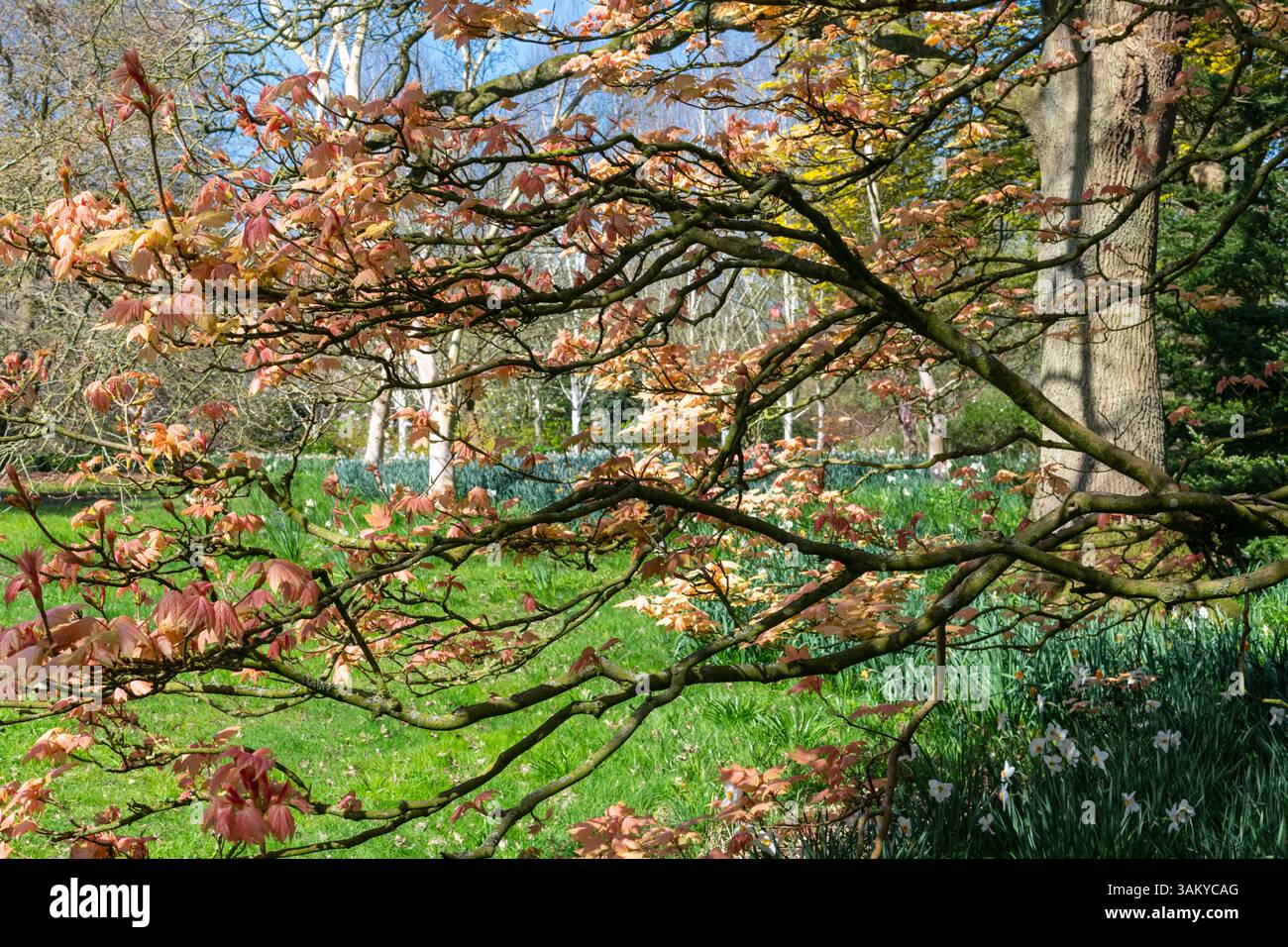 Acer pseudoplatanus Brilliantissimum entrant en feuille dans un jardin au printemps Banque D'Images