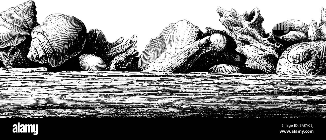 Illustration gravée de bernacles et de bois flotté pour la nature et les dessins marins. Illustration de Vecteur