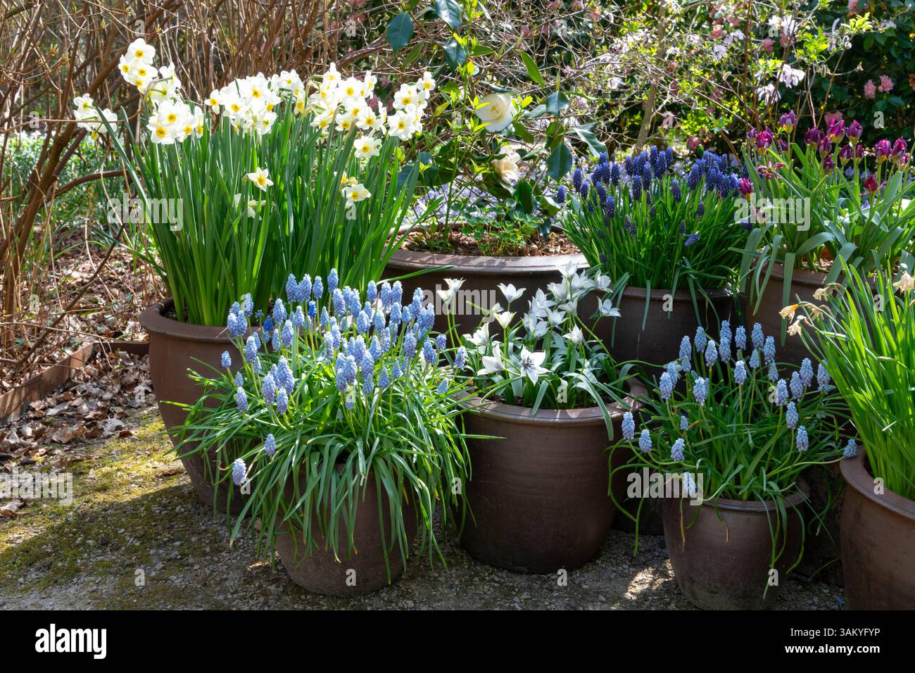 Groupe de petits bulbes à fleurs printanières plantés dans des pots en terre cuite dans un jardin printanier Banque D'Images